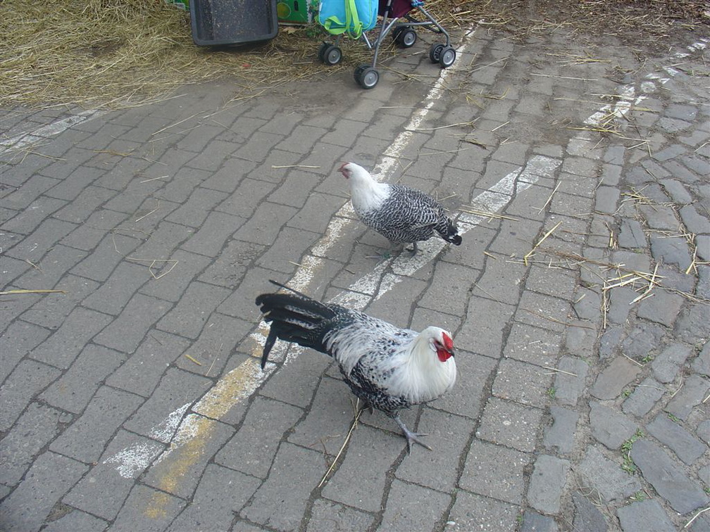 DSC03095
