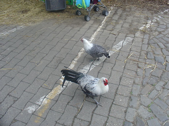 DSC03095