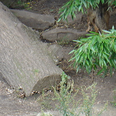 DSC00387