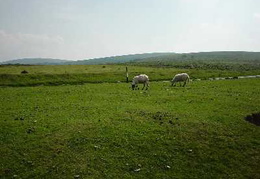 Schafe im Dartmoor