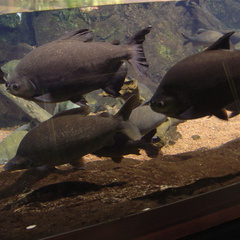 DSC02052