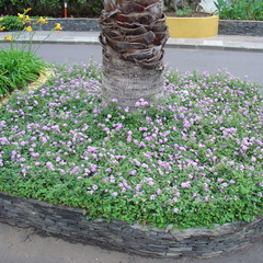 DSC02250