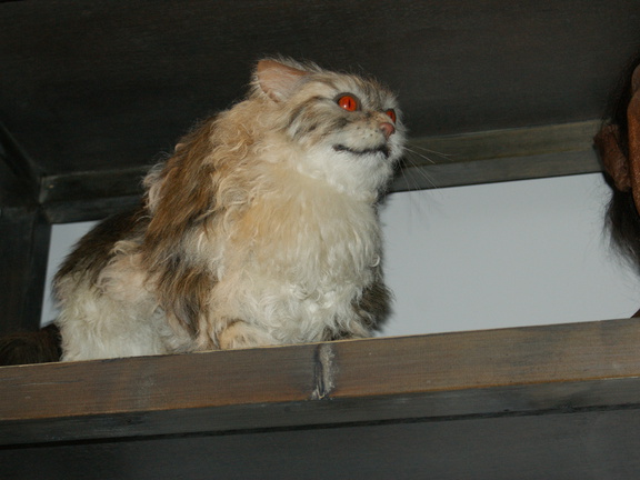 DSC03771