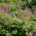 DSC02975