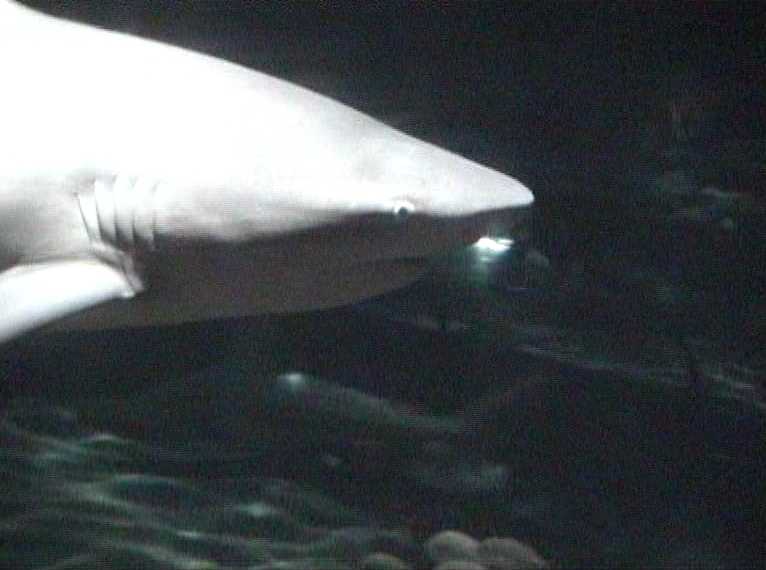 florida61