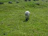 Schaf im Dartmoor