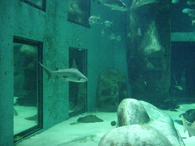 Haifischbecken